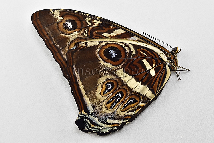 Morpho cisseis gahua f. phadena A1 ♂ - Image 2