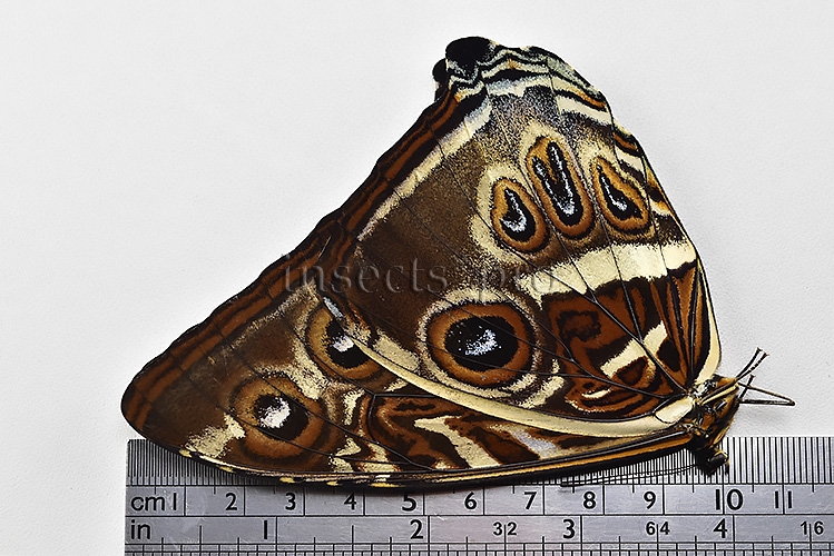 Morpho cisseis gahua f. phadena A1 ♂ - Image 3