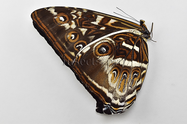 Morpho cisseis gahua f. phadena A1 ♂ - Image 2