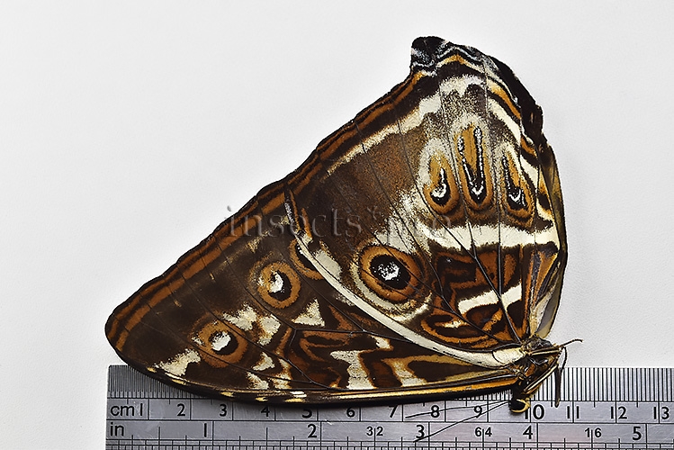 Morpho cisseis gahua f. phadena A1 ♂ - Image 3