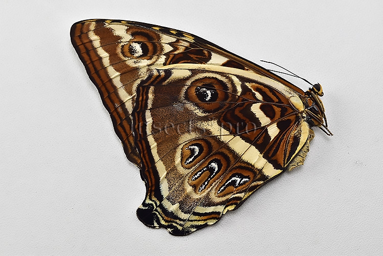 Morpho cisseis gahua f. phadena ♀ - Image 2
