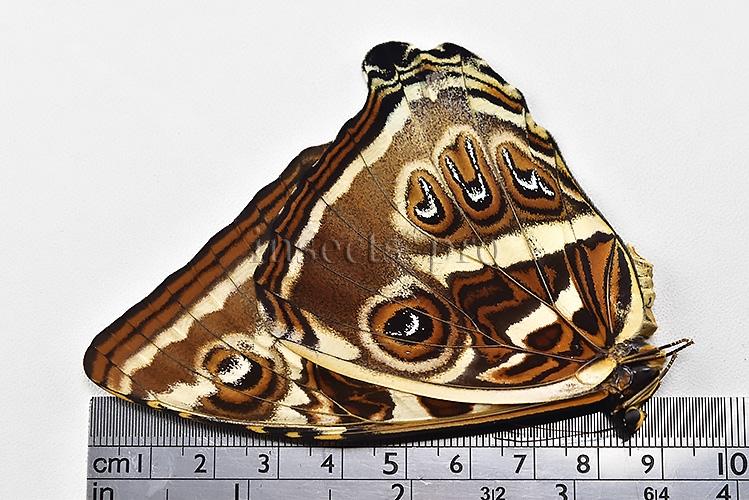 Morpho cisseis gahua f. phadena ♀ - Image 3