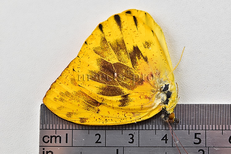 Phoebis philea philea A1 ♂ ABERRATION* ABERRANT - Image 2