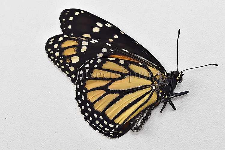 Danaus plexippus A1 ♂ ABERRATION* MELANIC FOREWINGS - Image 2
