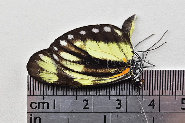 Dismorphia laja koenigi A1 RARE - Image 3