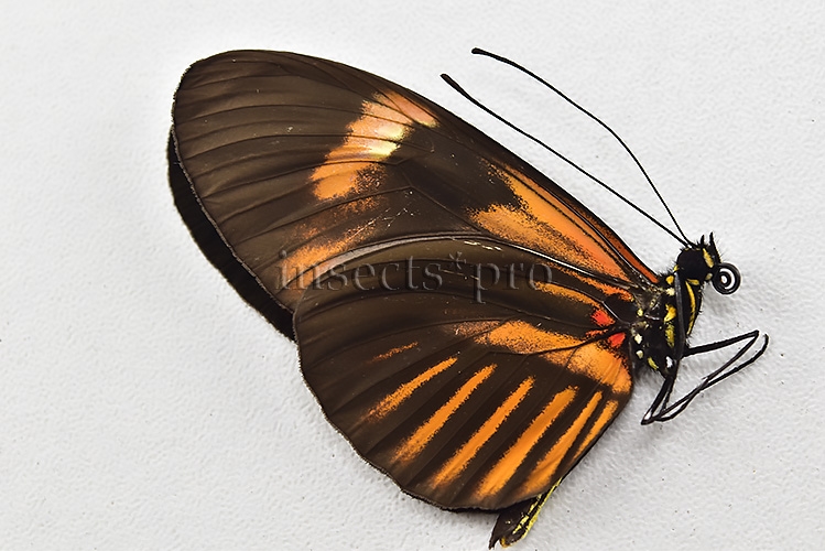 Heliconius melpomene amaryllis x aglaope A1 ♂ HYBRID* Nº10 - Image 2
