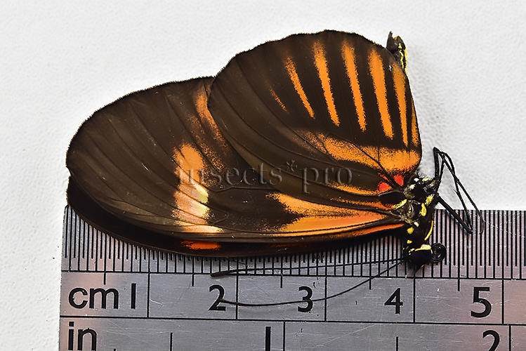 Heliconius melpomene amaryllis x aglaope A1 ♂ HYBRID* Nº10 - Image 3