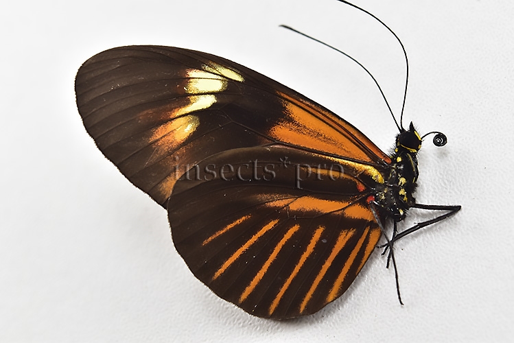 Heliconius melpomene amaryllis x aglaope A1 ♂ HYBRID* Nº11 - Image 2
