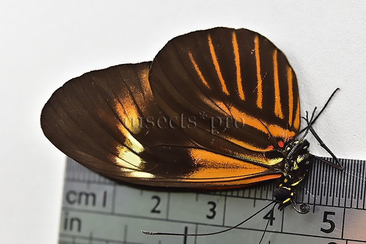 Heliconius melpomene amaryllis x aglaope A1 ♂ HYBRID* Nº11 - Image 3
