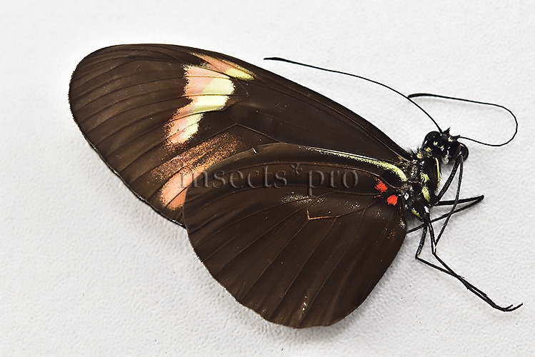 Heliconius melpomene amaryllis x aglaope A1 ♂ HYBRID* Nº12 - Image 2
