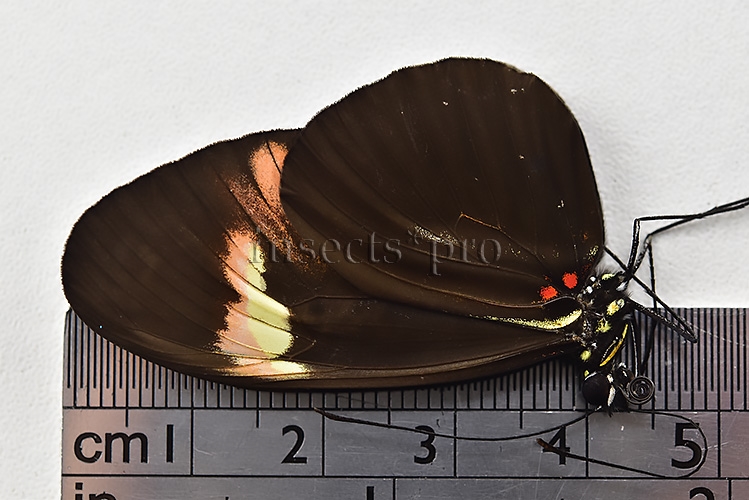 Heliconius melpomene amaryllis x aglaope A1 ♂ HYBRID* Nº12 - Image 3