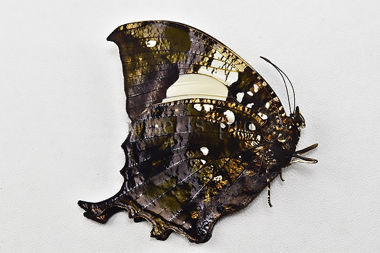 :::BULK SALE:::: Anaea clytemnestra A1 ♂ - Image 2