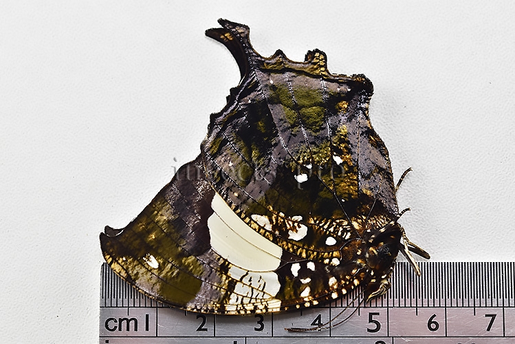 :::BULK SALE:::: Anaea clytemnestra A1 ♂ - Image 3