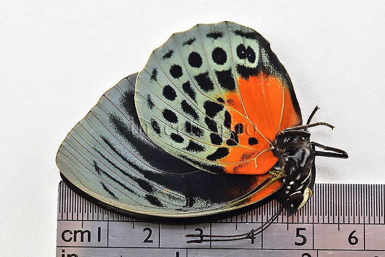 :::BULK SALE:::: Agrias beatifica lachaumei A1 ♀ - Image 2