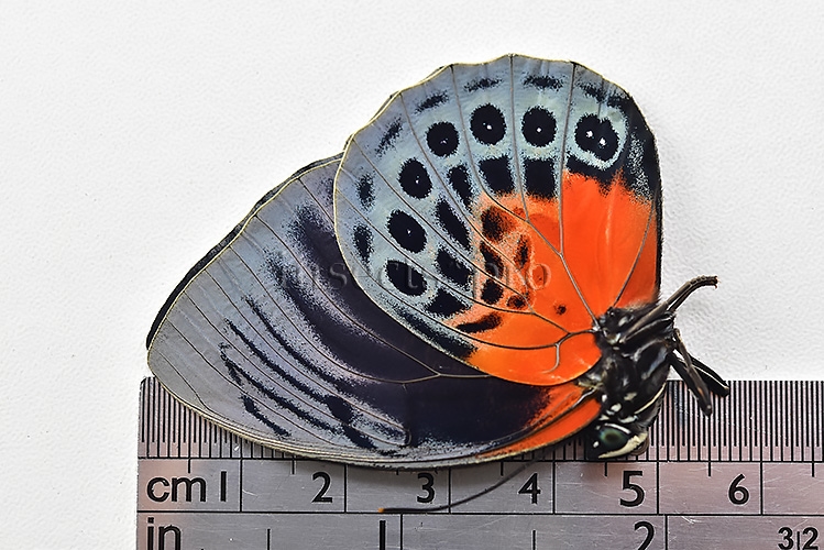 :::BULK SALE:::: Agrias beatifica lachaumei A1 ♀ - Image 3
