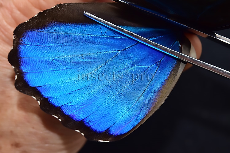 Morpho menelaus pucallpensis A1 ♂ RARE UCAYALI - Image 4