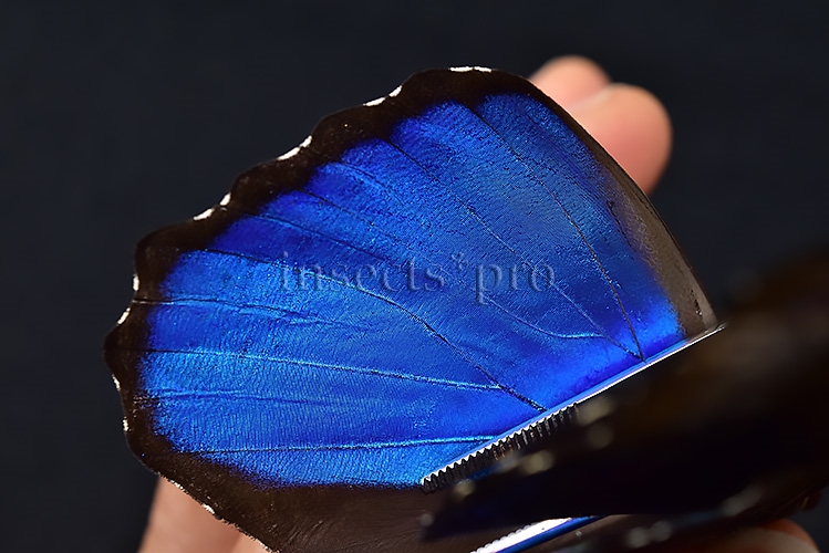 Morpho menelaus pucallpensis A1 ♂ RARE UCAYALI - Image 5