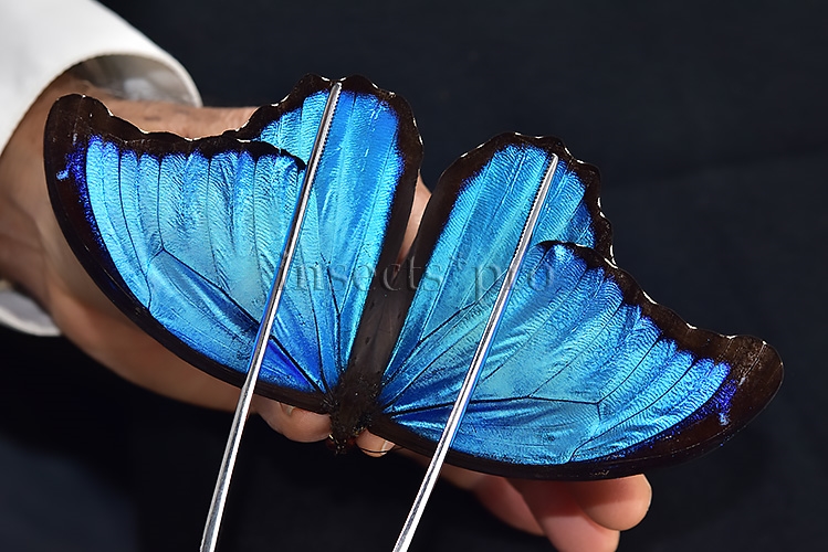 Morpho menelaus pucallpensis A1 ♂ RARE UCAYALI