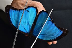 Morpho menelaus pucallpensis A1 ♂ RARE UCAYALI