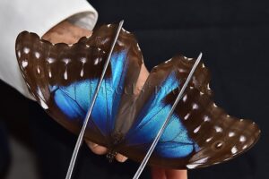 Morpho menelaus pucallpensis ♀ RARE UCAYALI