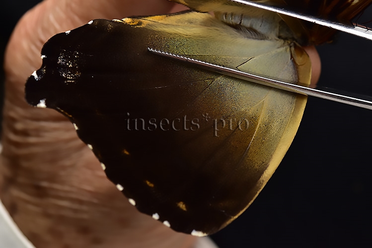 Morpho cisseis gahua f. phadena ♀ - Image 4