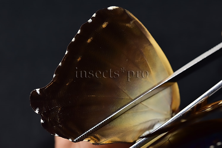 Morpho cisseis gahua f. phadena ♀ - Image 5
