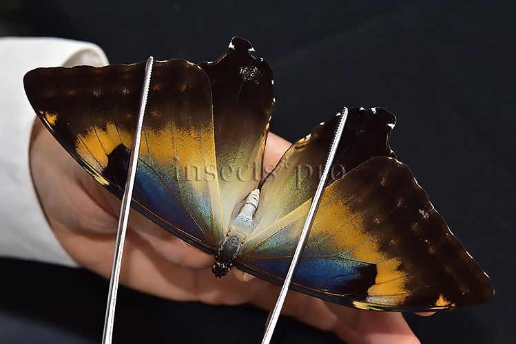 Morpho cisseis gahua f. phadena ♀ - Image 6