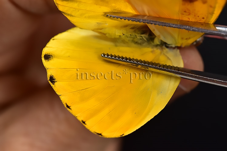 Phoebis philea philea A1 ♂ ABERRATION* ABERRANT - Image 4
