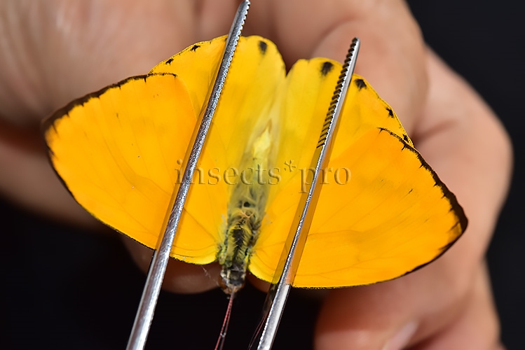 Phoebis philea philea A1 ♂ ABERRATION* ABERRANT - Image 3