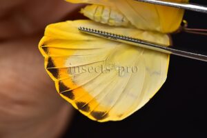Phoebis philea philea A1 ♀ ABERRATION*