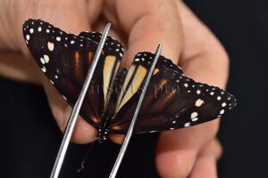 Danaus plexippus A1 ♂ ABERRATION* MELANIC