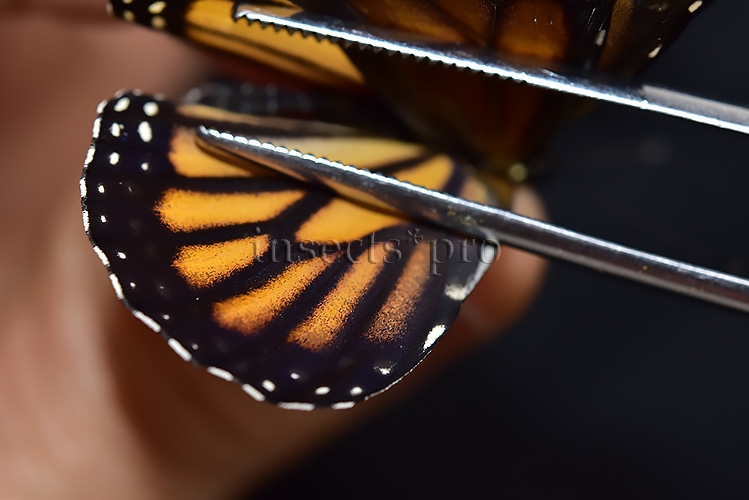 Danaus plexippus A1 ♂ ABERRATION* MELANIC FOREWINGS - Image 4