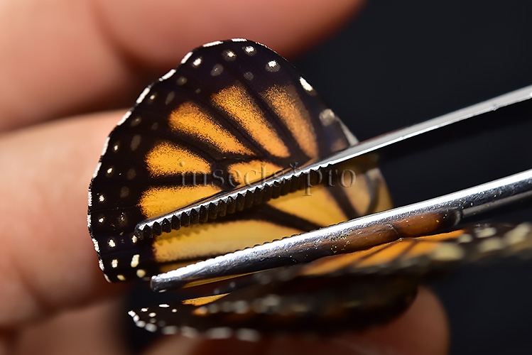 Danaus plexippus A1 ♂ ABERRATION* MELANIC FOREWINGS - Image 5