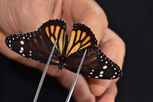 Danaus plexippus A1 ♂ ABERRATION* MELANIC FOREWINGS