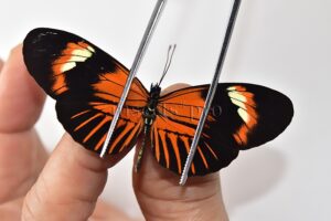Heliconius melpomene amaryllis x aglaope A1 ♂ HYBRID* Nº3