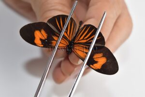 Heliconius melpomene amaryllis x aglaope A1 ♂ HYBRID* Nº5