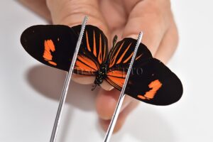 Heliconius melpomene amaryllis x aglaope A1 ♂ HYBRID* Nº6