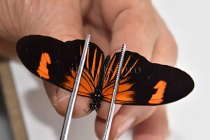 Heliconius melpomene amaryllis x aglaope A1 ♂ HYBRID* Nº7