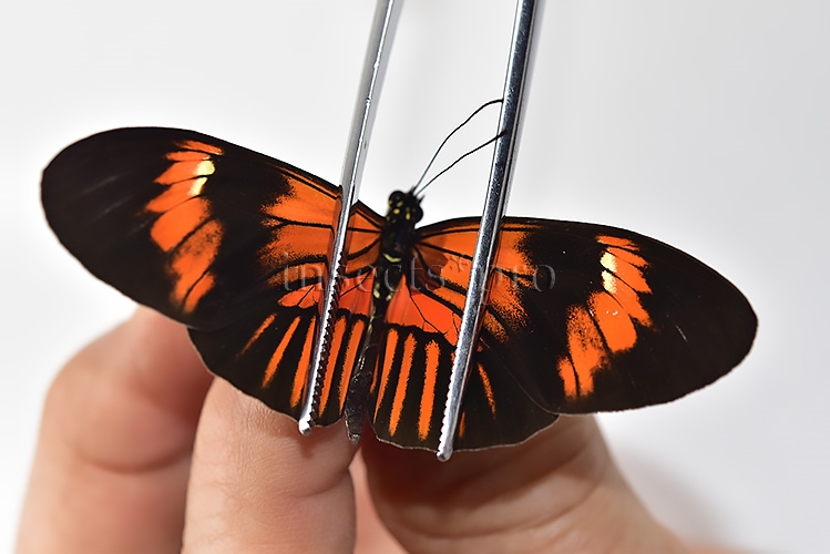 Heliconius melpomene amaryllis x aglaope A1 ♂ HYBRID* Nº10 - Image 5