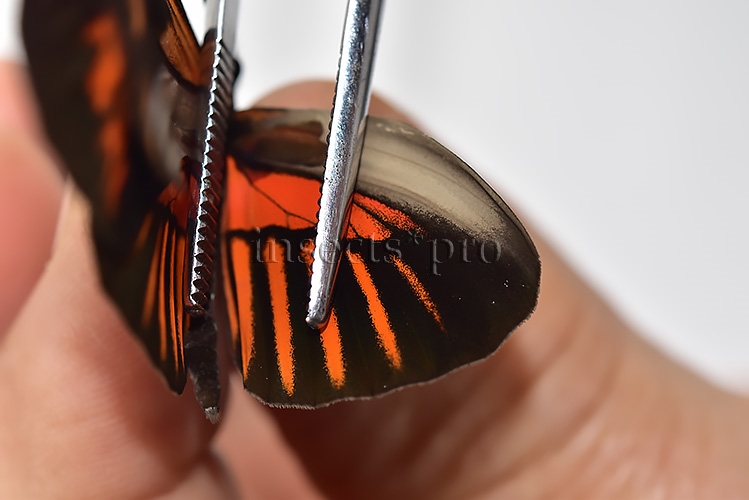 Heliconius melpomene amaryllis x aglaope A1 ♂ HYBRID* Nº10 - Image 4