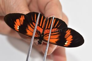 Heliconius melpomene amaryllis x aglaope A1 ♂ HYBRID* Nº10