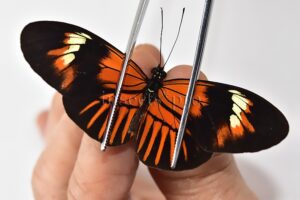 Heliconius melpomene amaryllis x aglaope A1 ♂ HYBRID* Nº11