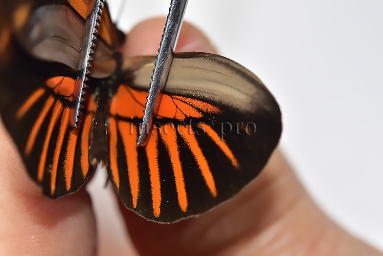 Heliconius melpomene amaryllis x aglaope A1 ♂ HYBRID* Nº11 - Image 4