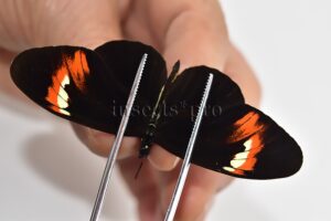 Heliconius melpomene amaryllis x aglaope A1 ♂ HYBRID* Nº12