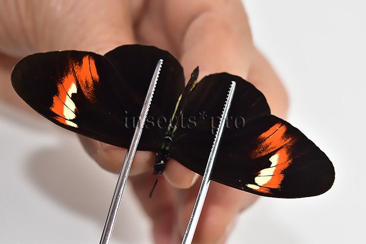 Heliconius melpomene amaryllis x aglaope A1 ♂ HYBRID* Nº12