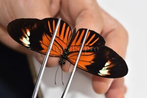 Heliconius melpomene amaryllis x aglaope A1 ♂ HYBRID* Nº13
