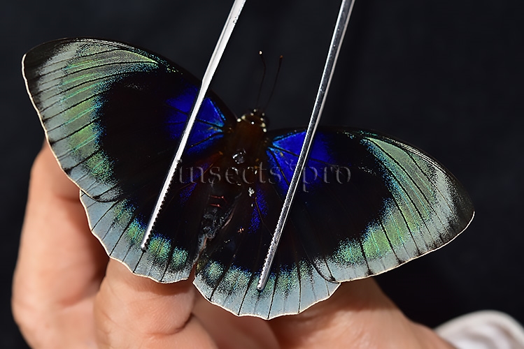 :::BULK SALE:::: Agrias beatifica lachaumei A1 ♀ - Image 4