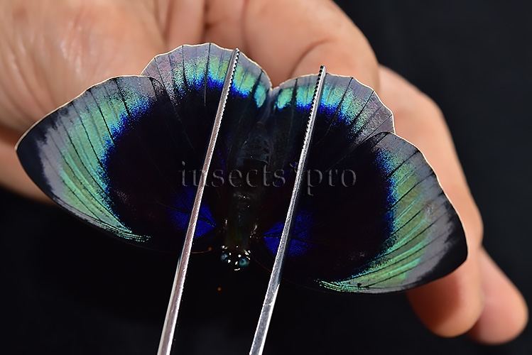 :::BULK SALE:::: Agrias beatifica lachaumei A1 ♀ - Image 5