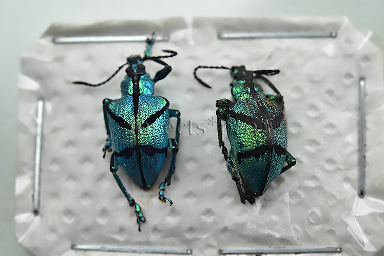 Polyteles decussatus ♂ SET of 2 sp.