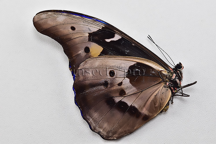Morpho rhetenor mariajosianae *GYNANDROMORPH* ⚥ RARE MOSAIC WILD CAUGHT SPECIMEN - Image 3